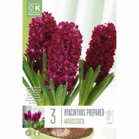 Hyacinth Early Forcing Woodstock - 3 Bulbs